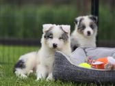 Parduodami Border Collie šuniukai