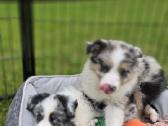 Parduodami Border Collie šuniukai - nuotraukos Nr. 2