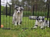 Parduodami Border Collie šuniukai - nuotraukos Nr. 3