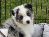 Parduodami Border Collie šuniukai - nuotraukos Nr. 4