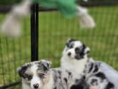Parduodami Border Collie šuniukai - nuotraukos Nr. 5