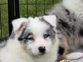 Parduodami Border Collie šuniukai - nuotraukos Nr. 6