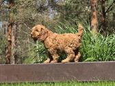 Parduodami Cockapoo šuniukai kalytė ir patinukas. - nuotraukos Nr. 2