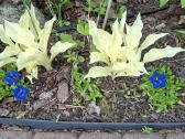 Plunksna su Gencijonu - nuotraukos Nr. 7
