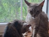 Kitten - nuotraukos Nr. 4