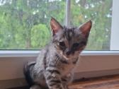 Kitten - nuotraukos Nr. 3