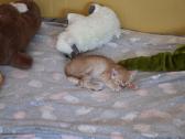 Kitten