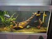 Akvariumo šaka