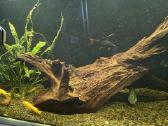 Akvariumo šaka - nuotraukos Nr. 3