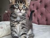Mainecoon girl - nuotraukos Nr. 2