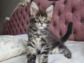 Mainecoon girl - nuotraukos Nr. 3