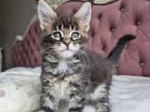 Mainecoon girl