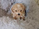 Maltipoo