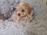 Maltipoo - nuotraukos Nr. 2