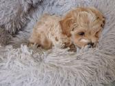 Maltipoo - nuotraukos Nr. 3