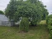 Parduodamas sklypas ant Nevėžio kranto (skardžio) - nuotraukos Nr. 13