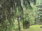 Parduodamas sklypas ant Nevėžio kranto (skardžio) - nuotraukos Nr. 28