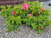 Rododendrai