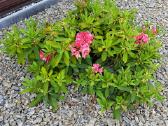 Rododendrai - nuotraukos Nr. 2