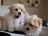 Maltipoo berniukai - nuotraukos Nr. 2