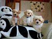 Maltipoo berniukai - nuotraukos Nr. 3