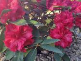 Rododendrai - nuotraukos Nr. 8