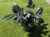 Parduodamas stambialapis fikusas (Ficus elastica) - nuotraukos Nr. 2
