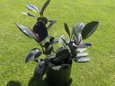 Parduodamas stambialapis fikusas (Ficus elastica) - nuotraukos Nr. 3