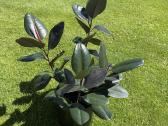 Parduodamas stambialapis fikusas (Ficus elastica) - nuotraukos Nr. 4