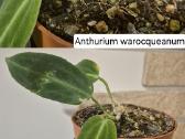 Kambariniai augalai - nuotraukos Nr. 8