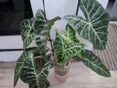 Alocasia Pink Dragon