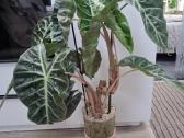 Alocasia Pink Dragon - nuotraukos Nr. 2