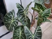 Alocasia Pink Dragon - nuotraukos Nr. 3