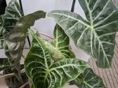 Alocasia Pink Dragon - nuotraukos Nr. 4