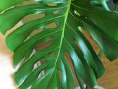 Monstera Deliciosa - nuotraukos Nr. 2