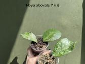 Kambariniai augalai - nuotraukos Nr. 4