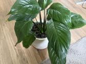 Spathiphyllum ( vėzdūnė)