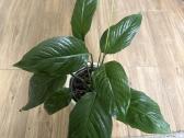 Spathiphyllum ( vėzdūnė) - nuotraukos Nr. 2