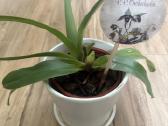 Raibuolė ( orchideja)