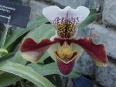 Raibuolė ( orchideja) - nuotraukos Nr. 2
