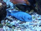 Cyrtocara moorii (delfin) - nuotraukos Nr. 2