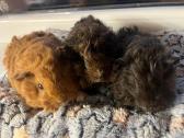 Jūrų kiaulytės