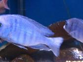 Cyrtocara moorii (delfin)