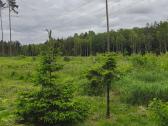 Sodo sklypas Viktariškių km - nuotraukos Nr. 13