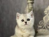 Munchkin