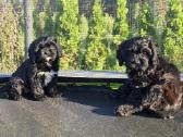 Cavapoo Braške ,Biora ir Bonita - nuotraukos Nr. 4
