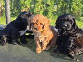 Cavapoo Braške ,Biora ir Bonita - nuotraukos Nr. 5