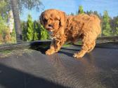 Cavapoo Braške ,Biora ir Bonita - nuotraukos Nr. 6