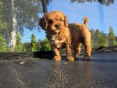 Cavapoo Braške ,Biora ir Bonita - nuotraukos Nr. 7