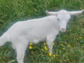 Parduodu ožiuką ir ožkytę - nuotraukos Nr. 3